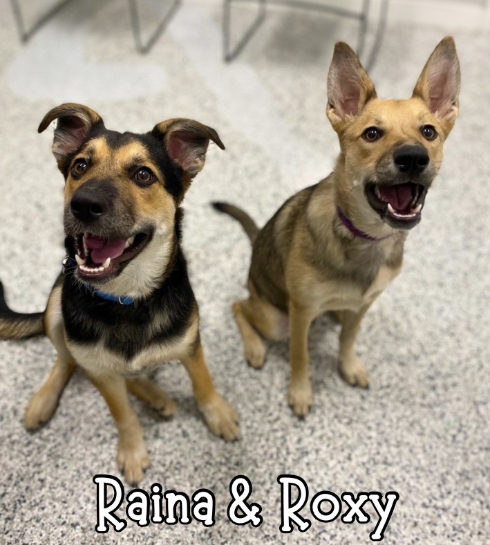 2 awesome shepherd mixes